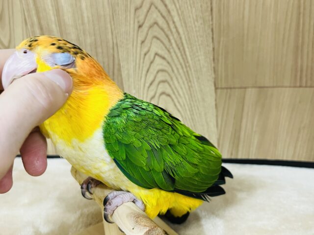 シロハラインコ