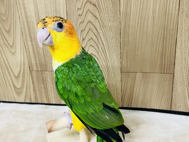 シロハラインコ