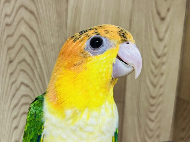 シロハラインコ