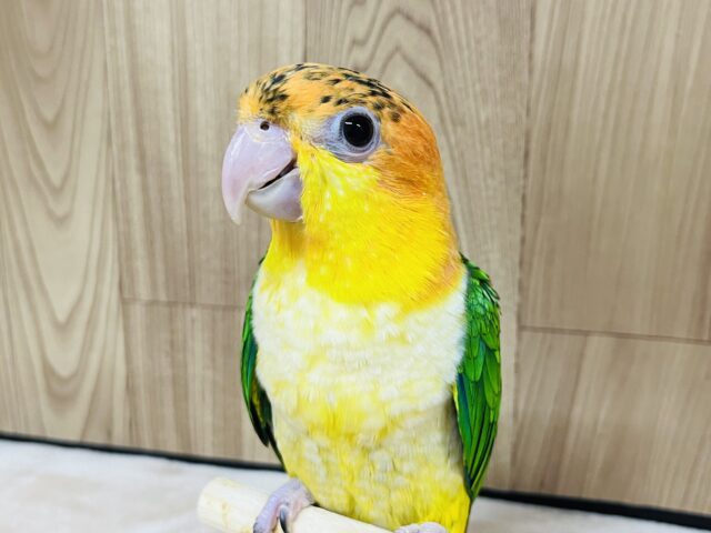 シロハラインコ