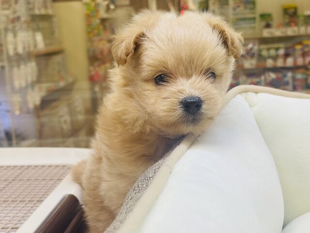あまりの可愛さに驚かないでね!?ミックス犬ちゃん(ポメラニアン×トイプードル) ポメプー