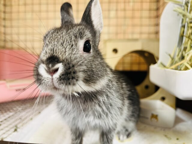 ネザーランドドワーフ