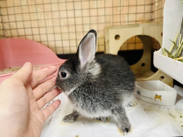 ネザーランドドワーフ