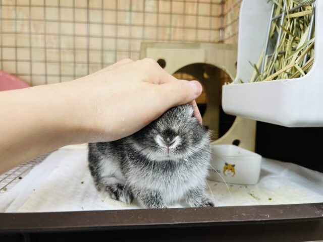 ネザーランドドワーフ