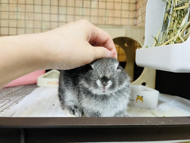 ネザーランドドワーフ