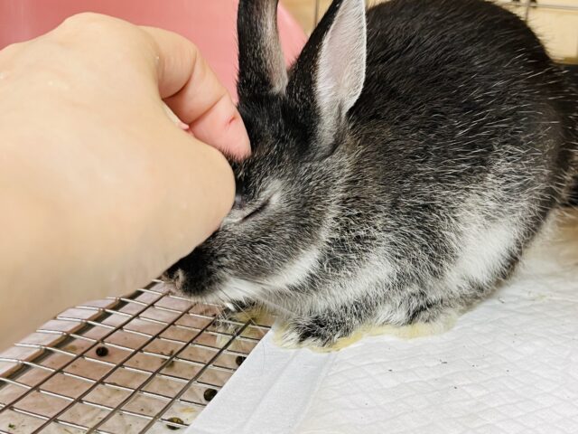 ネザーランドドワーフ