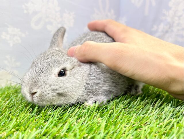 ネザーランドドワーフ