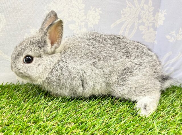 ネザーランドドワーフ