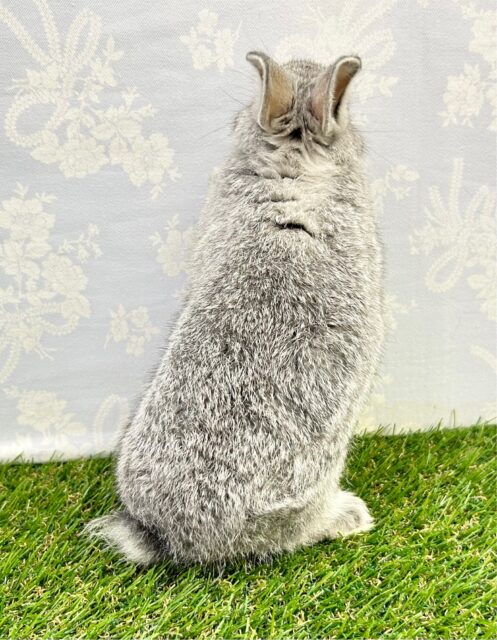 ネザーランドドワーフ