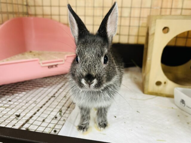 ネザーランドドワーフ