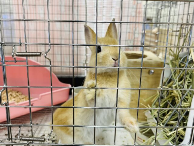 ネザーランドドワーフ