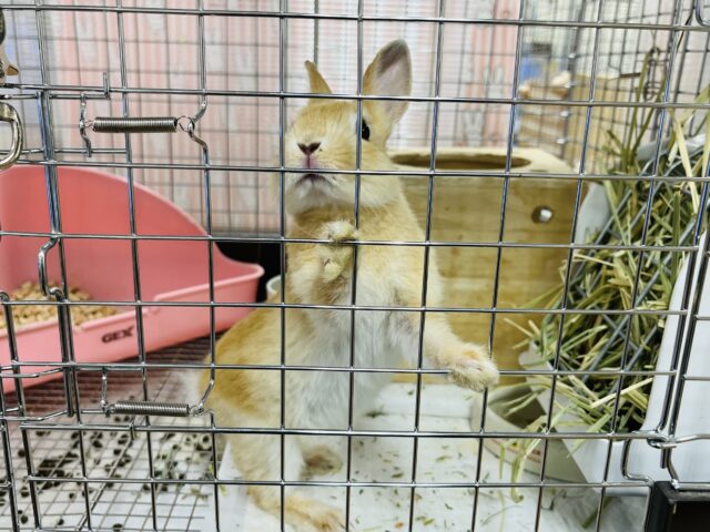 ネザーランドドワーフ