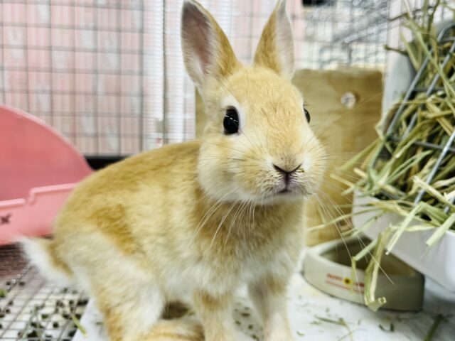 ネザーランドドワーフ