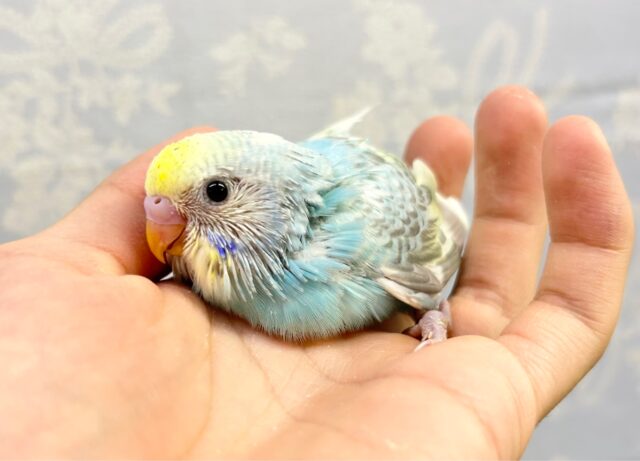 最新画像あります✨️綺麗な色💛セキセイインコ (レインボーパイド) 2023年7月生まれ セキセイインコ