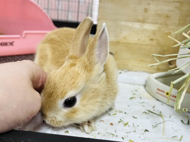 ネザーランドドワーフ