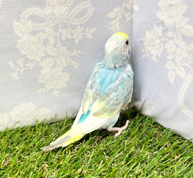 最新画像あります✨️綺麗な色💛セキセイインコ (レインボーパイド) 2023年7月生まれ セキセイインコ