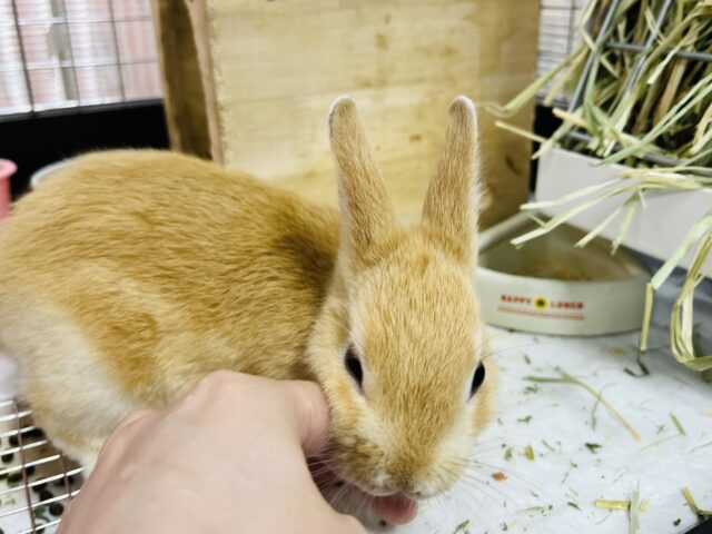 ネザーランドドワーフ