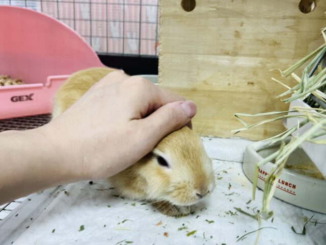 ネザーランドドワーフ