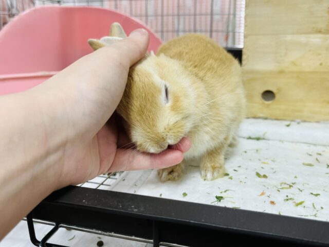 ネザーランドドワーフ