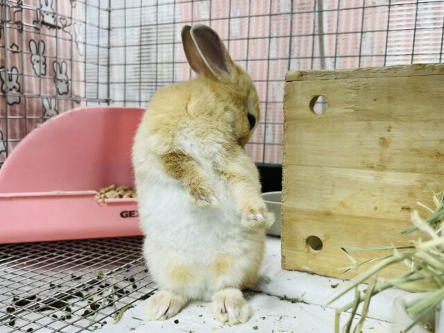 ネザーランドドワーフ