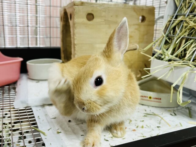 ネザーランドドワーフ