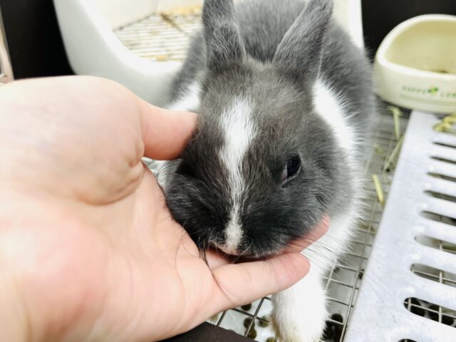 タイニーラビット