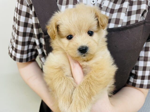 あまりの可愛さに驚かないでね!?ミックス犬ちゃん(ポメラニアン×トイプードル) ポメプー