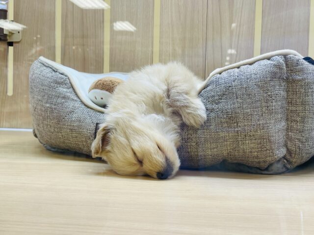 あまりの可愛さに驚かないでね!?ミックス犬ちゃん(ポメラニアン×トイプードル) ポメプー