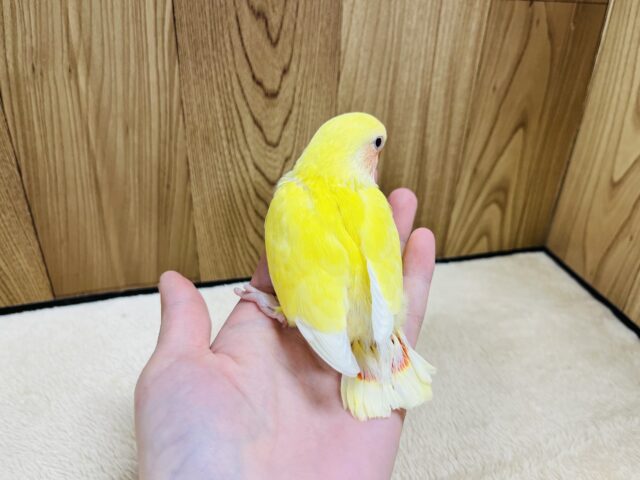 コザクラインコ（小桜インコ）
