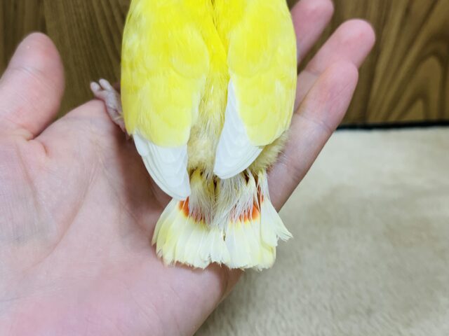 コザクラインコ（小桜インコ）