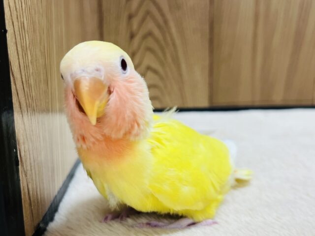 コザクラインコ（小桜インコ）