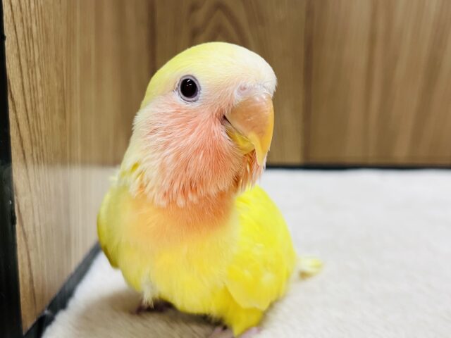コザクラインコ（小桜インコ）