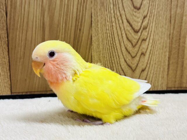 コザクラインコ（小桜インコ）