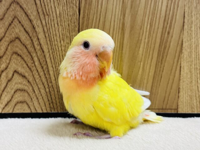 コザクラインコ（小桜インコ）