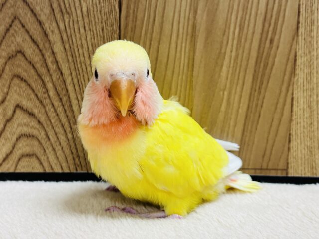 コザクラインコ（小桜インコ）