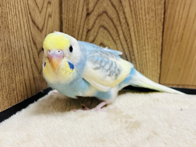 セキセイインコ