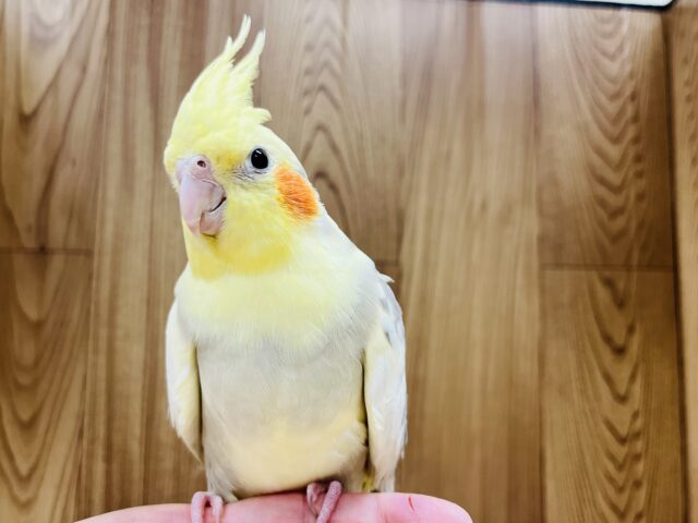オカメインコ