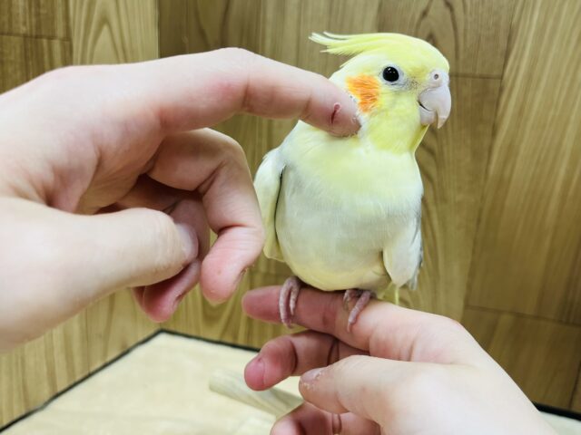 オカメインコ