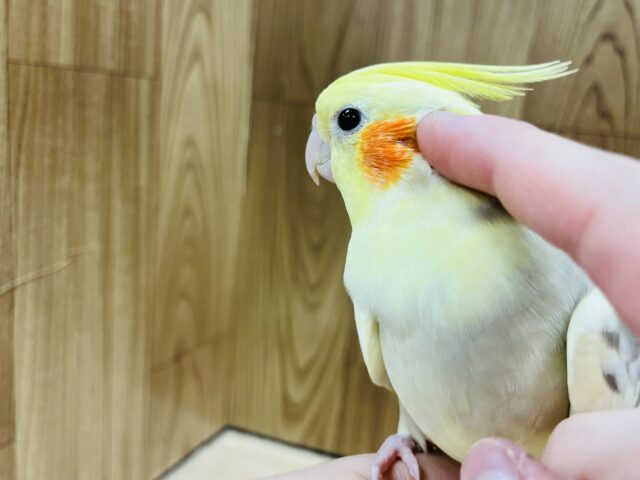 オカメインコ