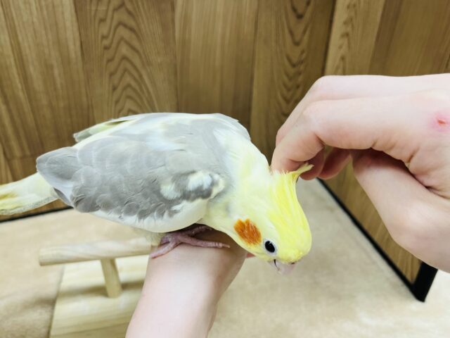 オカメインコ