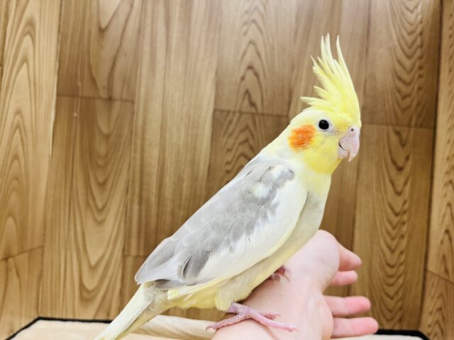 オカメインコ