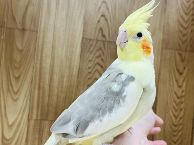 オカメインコ