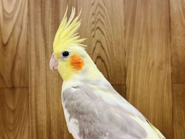 オカメインコ