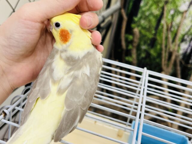 オカメインコ