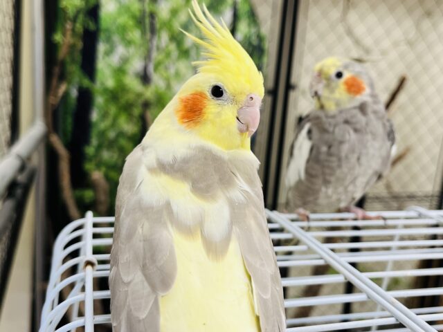 オカメインコ