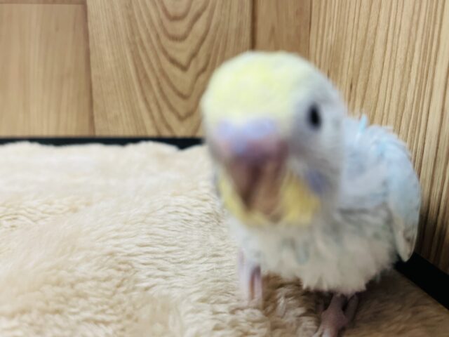 セキセイインコ