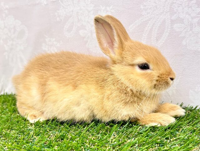 ネザーランドドワーフ