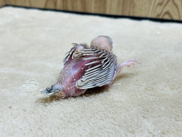 シナモン文鳥