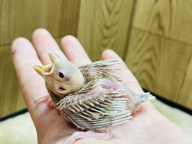 シナモン文鳥