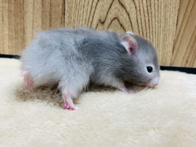 ゴールデンハムスター